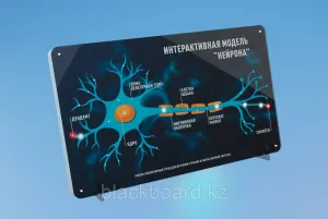 Интерактивная модель НЕЙРОНА